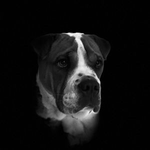 Meet your Posher, Hoang